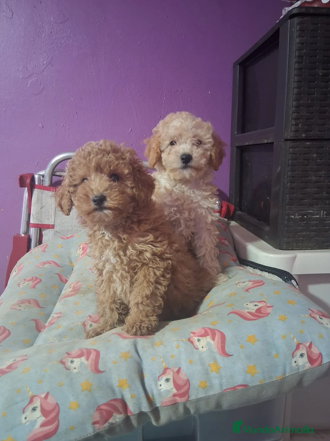 Caniche Toy perros en venta: Caniche toy - Anuncio 1