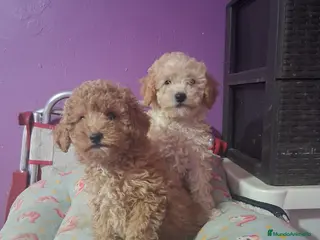 Caniche Toy perros Caniche toy - Anuncio 1
