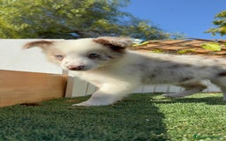 Border Collie perros en venta: BORDER COLLIE - Anuncio 24