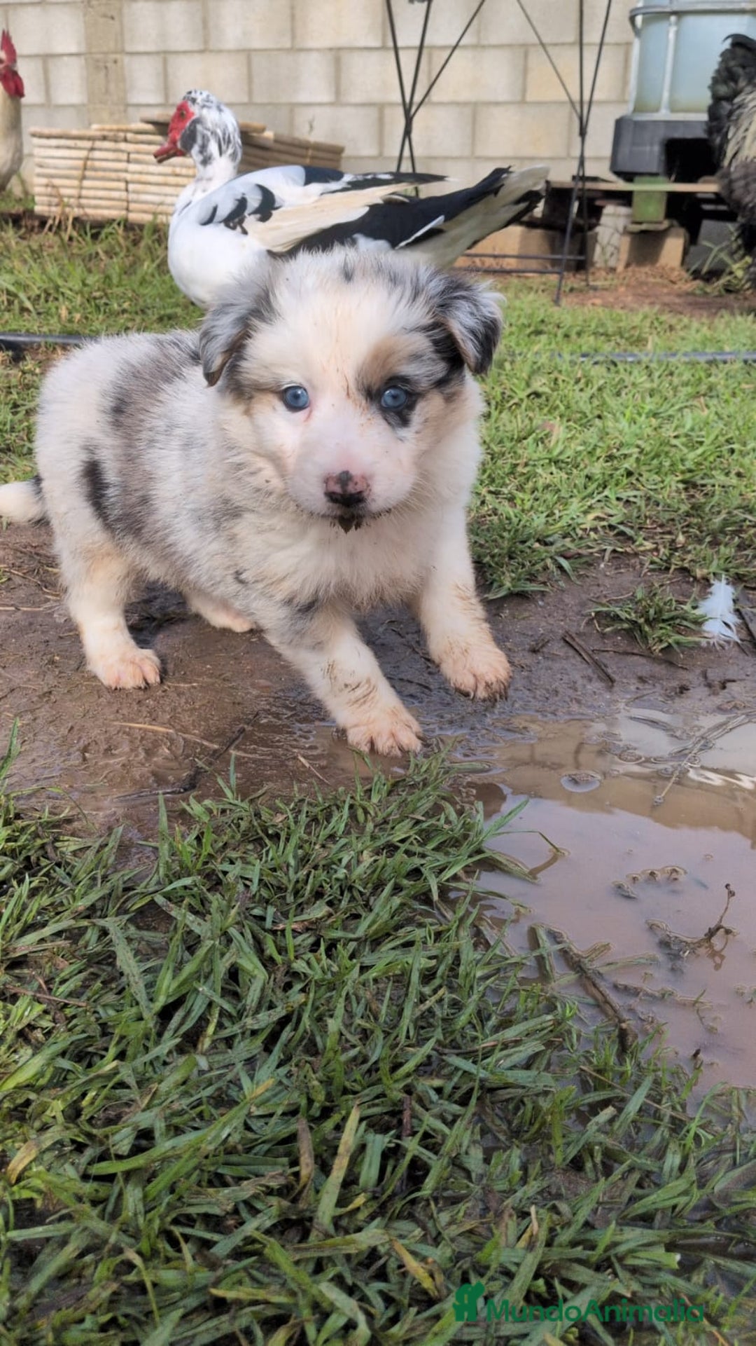 Border Collie perros en venta: Border collie  - Anuncio 6