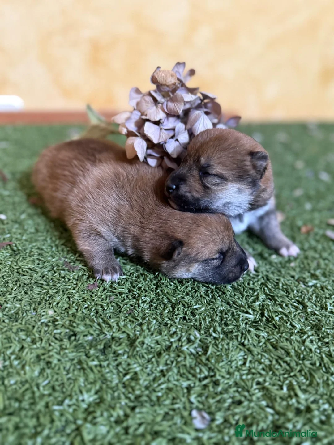 Shiba Inu perros en venta: Shiba Inu  - Anuncio 6