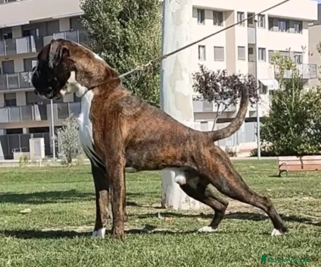 Boxer perros en venta: Boxer De Los Infanzones en Salamanca - Anuncio 7