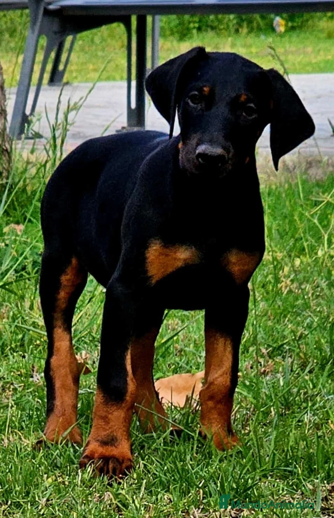 Dobermann perros en venta: Dóbermann negro fuego y chocolate🐾🔥 - Anuncio 6