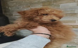 Caniche Toy perros en venta: Macho disponible - Imagen 4