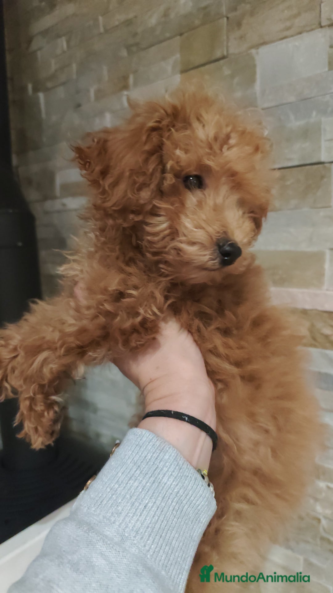 Caniche Toy perros en venta: Macho disponible - Imagen 4