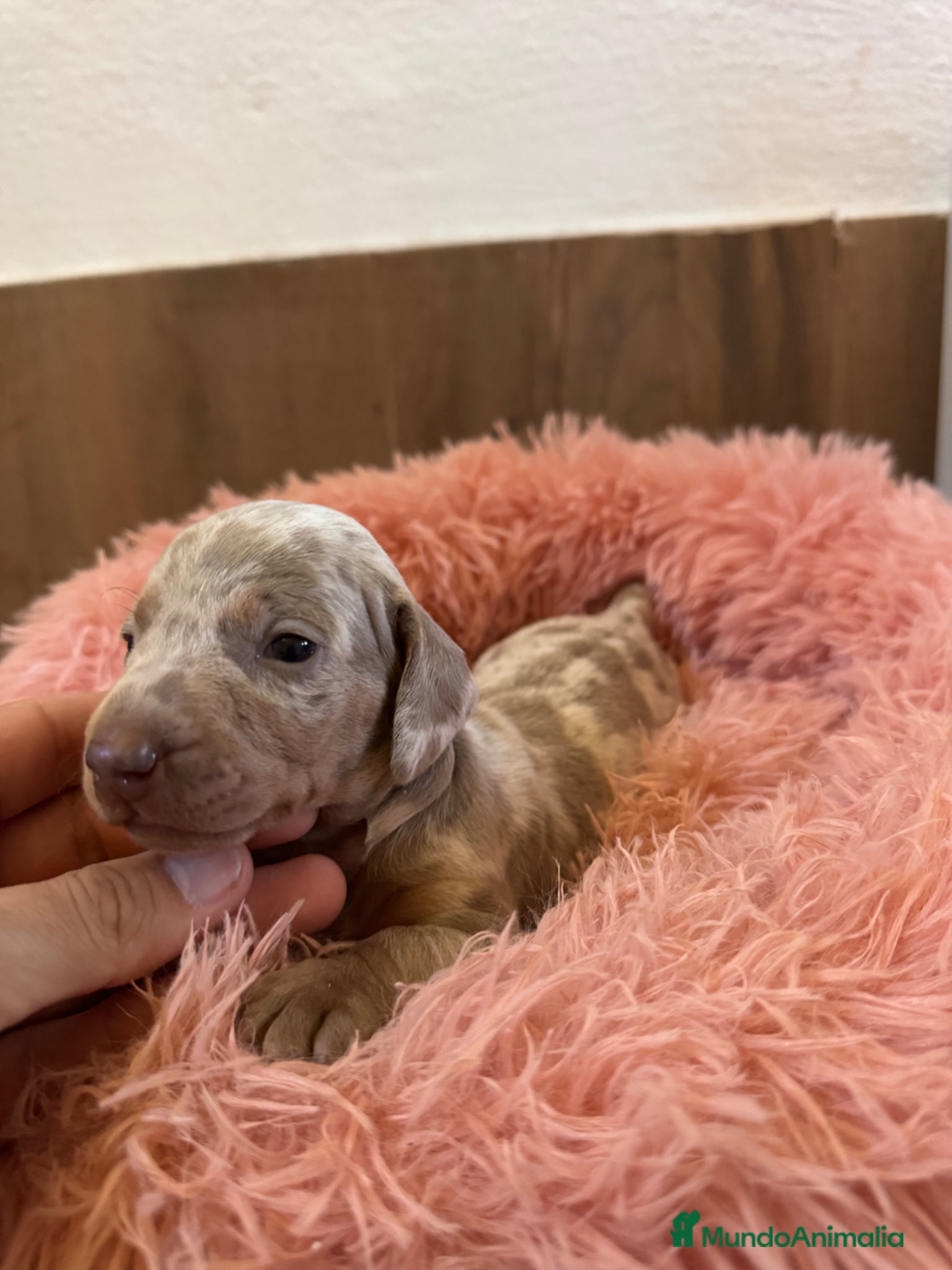 Teckel Miniatura perros teckel arlequin isabela  - Anuncio 14