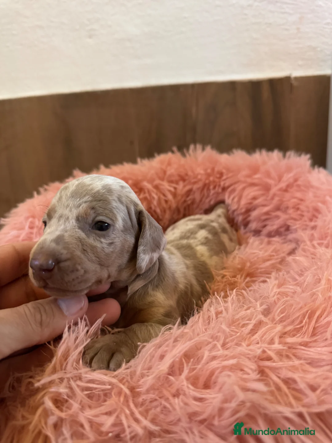 Teckel Miniatura perros en venta: teckel arlequin isabela  - Anuncio 1
