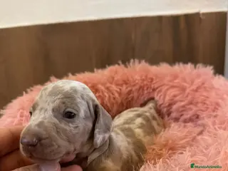 Teckel Miniatura perros teckel arlequin isabela - Anuncio 14