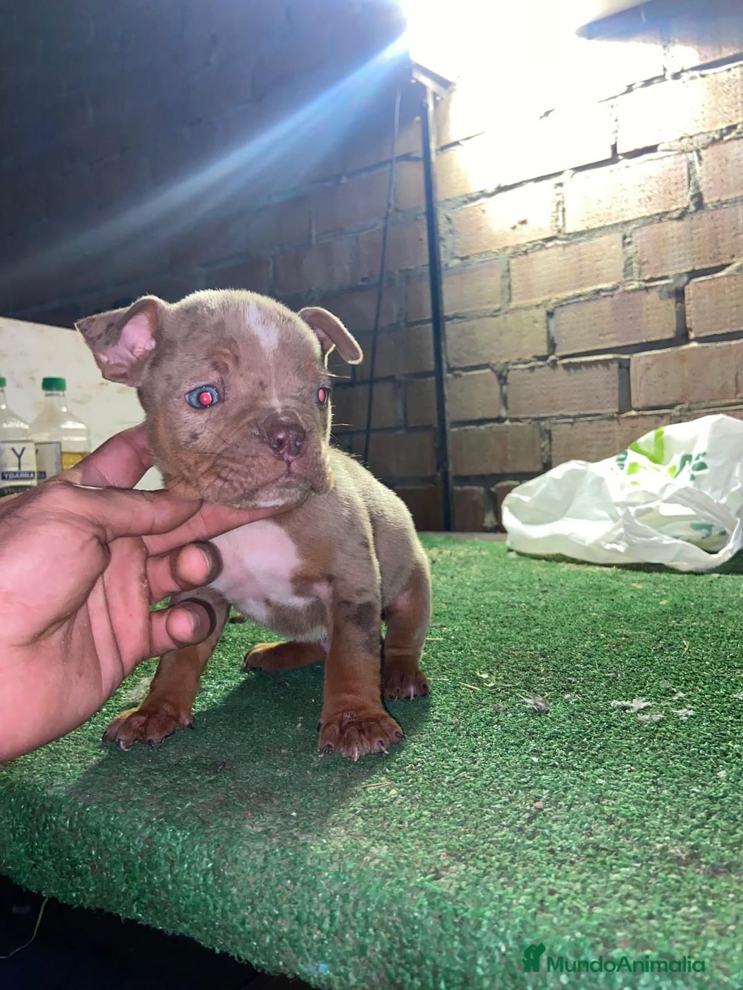 American Bully perros en venta: American bully pocket  - Anuncio 5