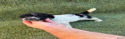 Perro de Agua Español perros en venta: Perro de aguas español - Anuncio 4