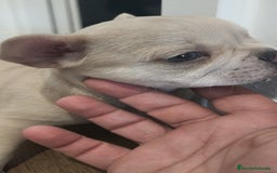 Bulldog Francés perros en venta: Bulldog Francés Macho ojos azules espectacular!!! - Imagen 13