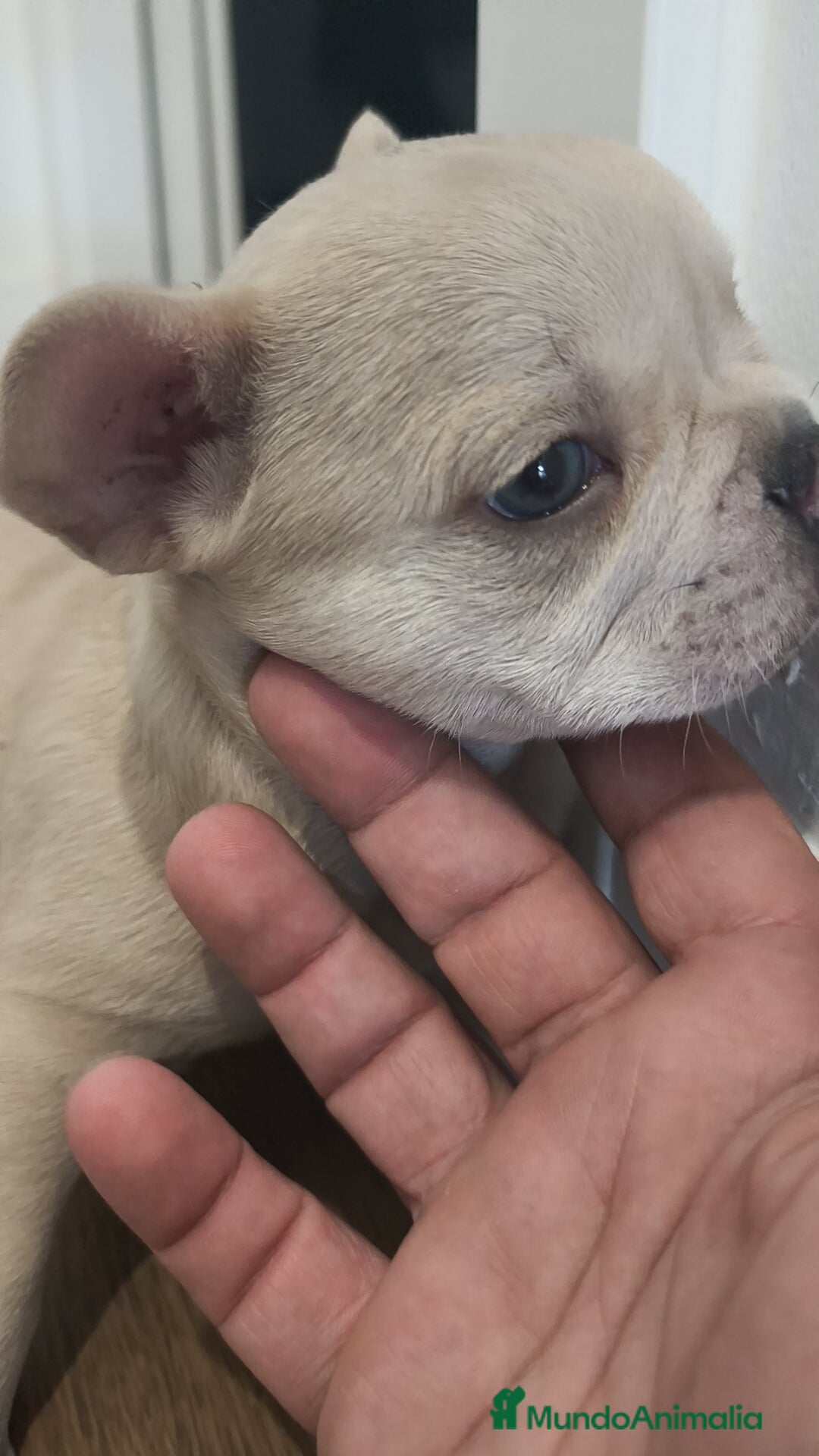 Bulldog Francés perros en venta: Bulldog Francés Macho ojos azules espectacular!!! - Imagen 13