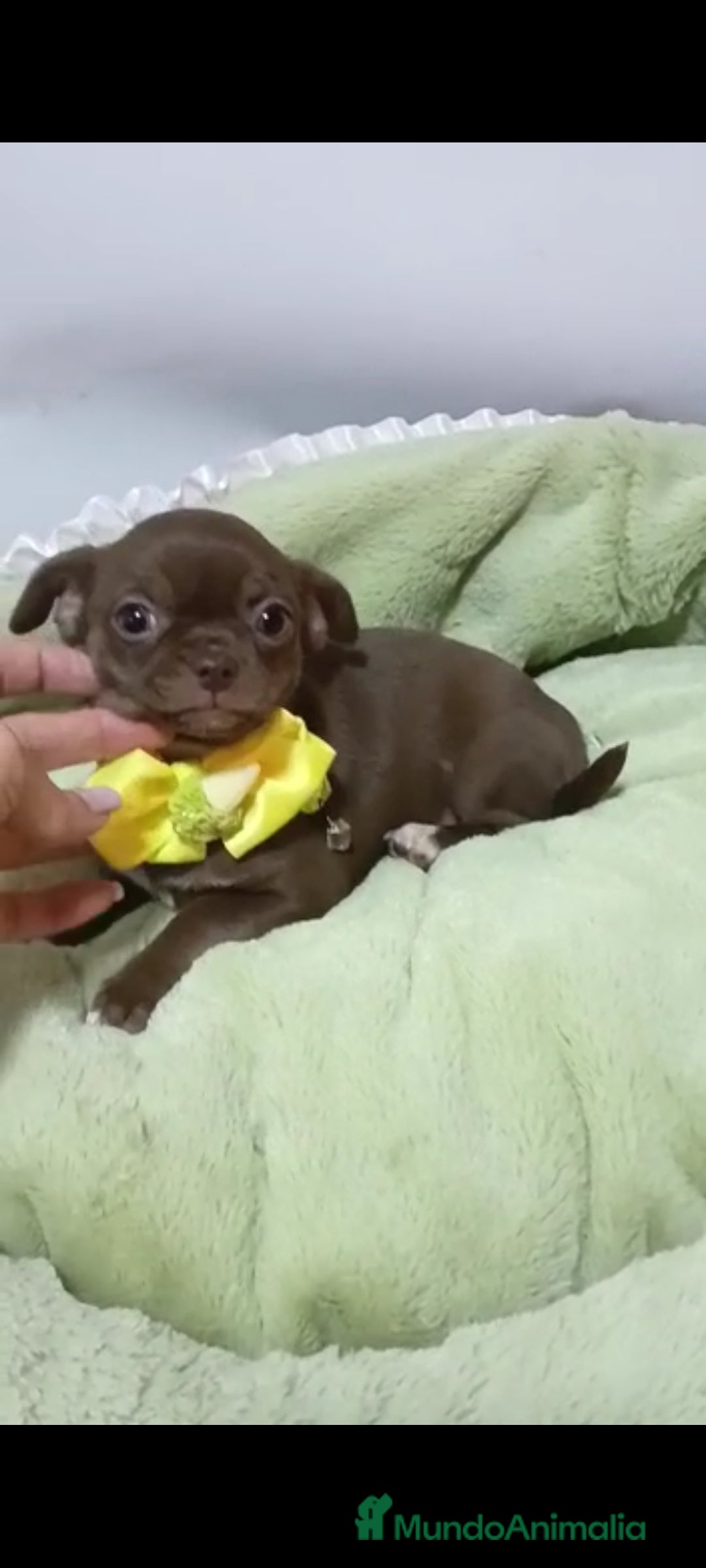 Chihuahua perros en venta: Chihuahuas miniatura  - Anuncio 1