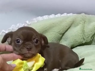 Chihuahua perros Chihuahuas miniatura - Anuncio 2