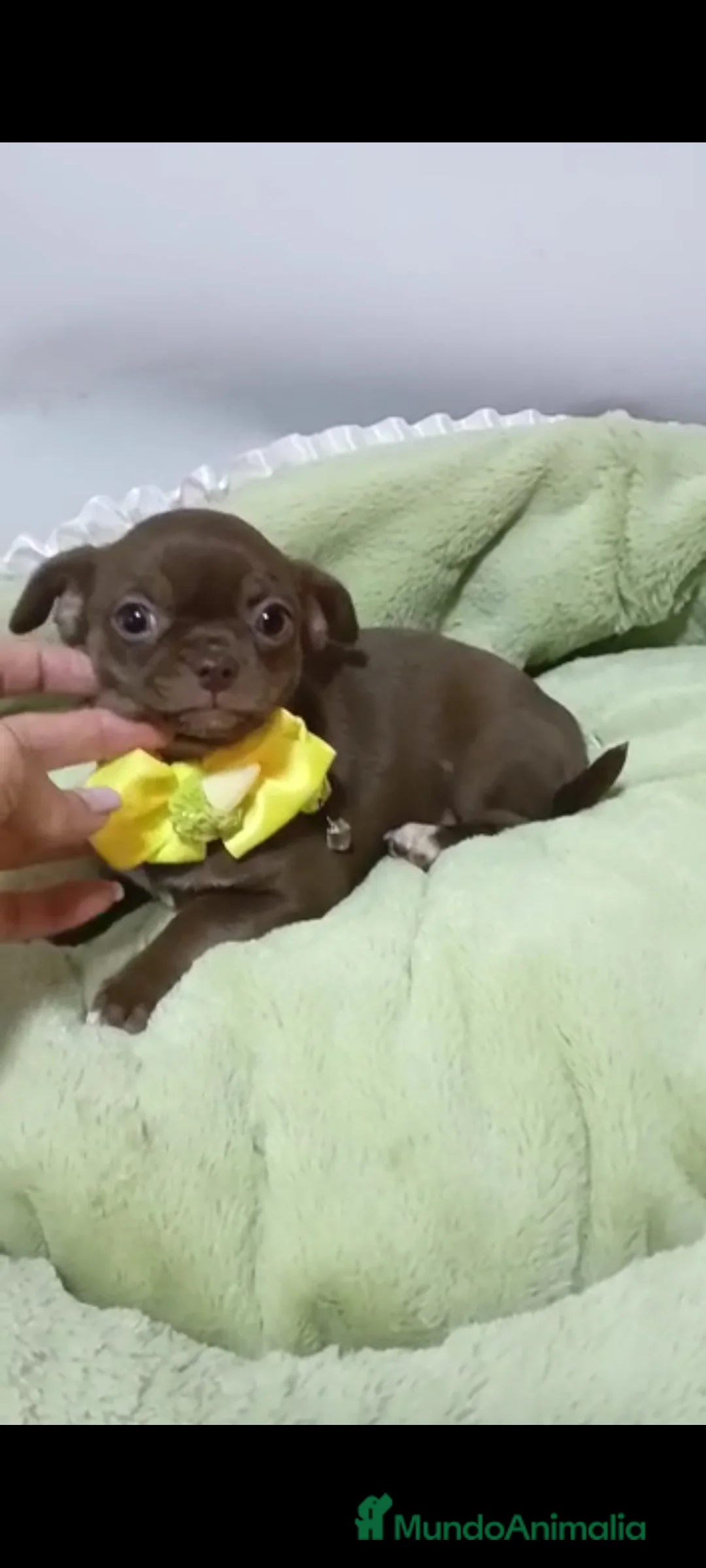 Chihuahua perros en venta: Chihuahuas miniatura  - Anuncio 1