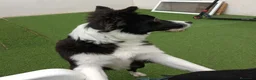 Border Collie perros en venta: Border collie  - Anuncio 3