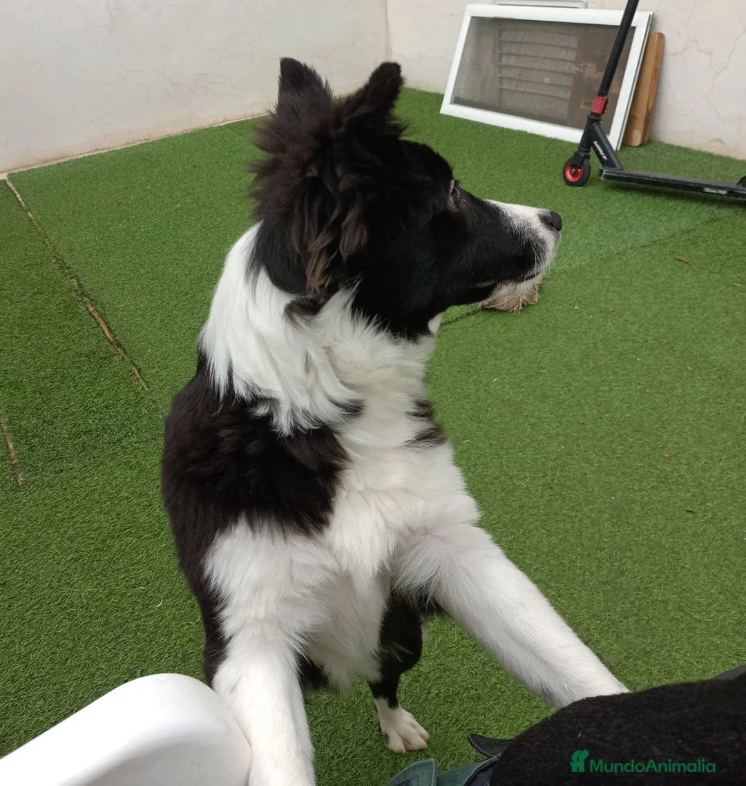 Border Collie perros en venta: Border collie  - Anuncio 3