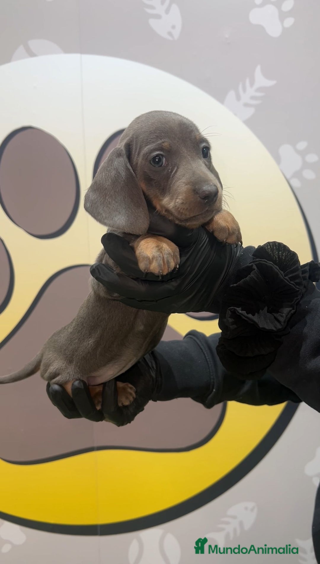 Teckel perros en venta: BEBE PRECIOSO TECKEL 😊 - Anuncio 2