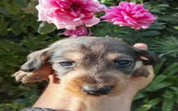 Teckel perros en venta: Teckel de pelo duro. - Imagen 9