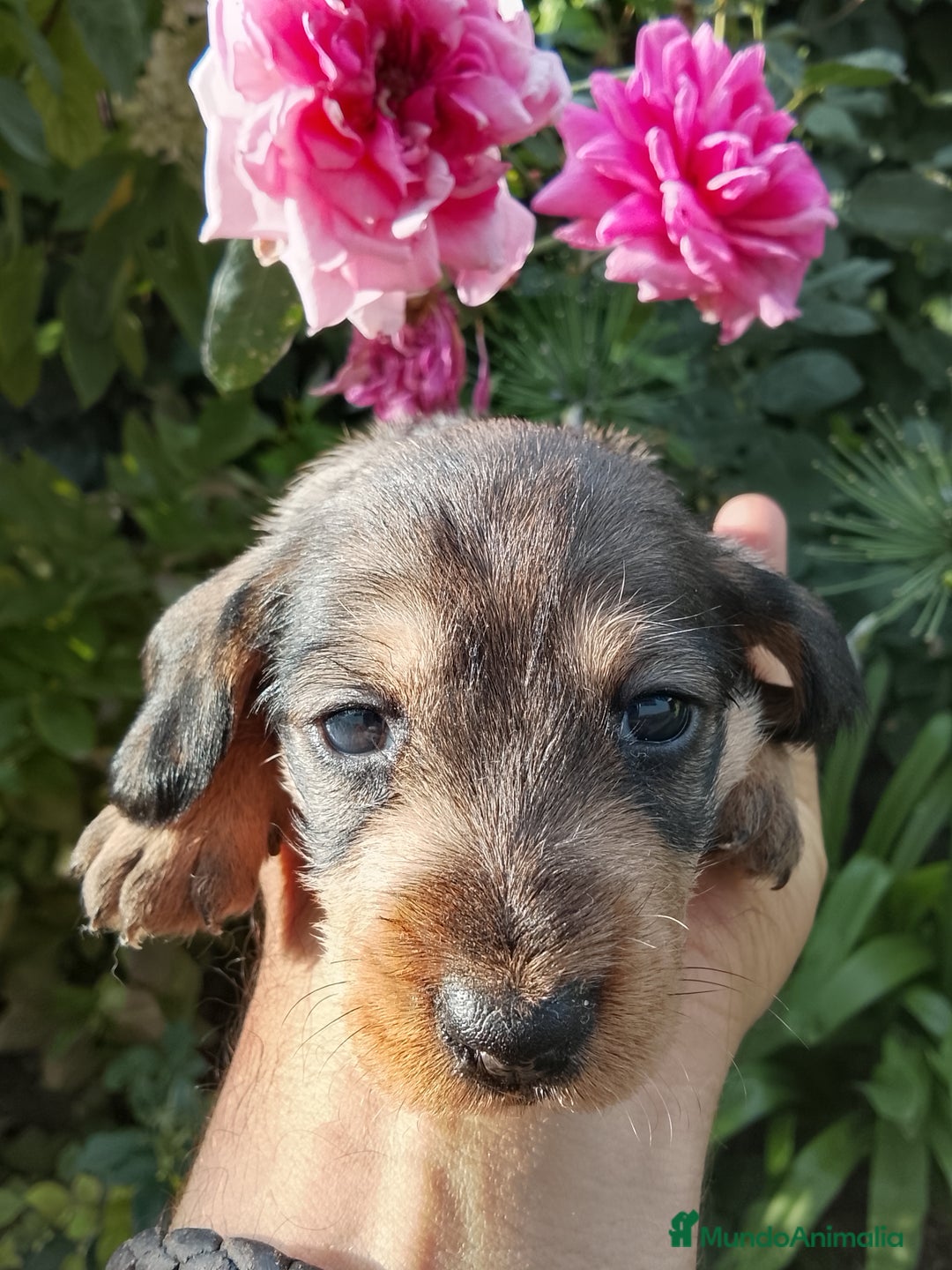 Teckel perros en venta: Teckel de pelo duro. - Imagen 9