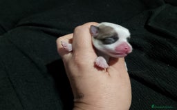 Chihuahua perros en venta: Última hembra de chihuahua preciosa  - Imagen 1