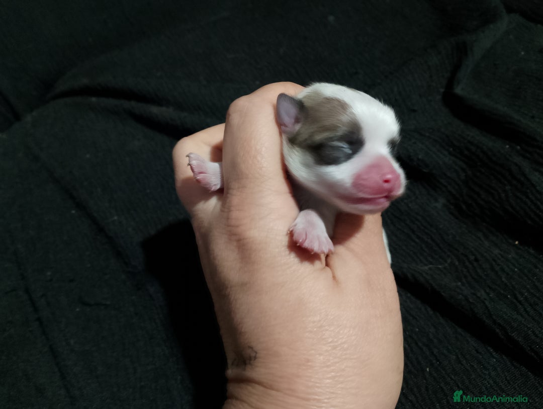 Chihuahua perros en venta: Última hembra de chihuahua preciosa  - Imagen 1