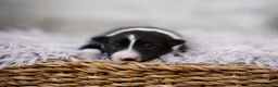 Border Collie perros en venta: Bordercollie de CAN CLARENS  en Barcelona - Anuncio 7