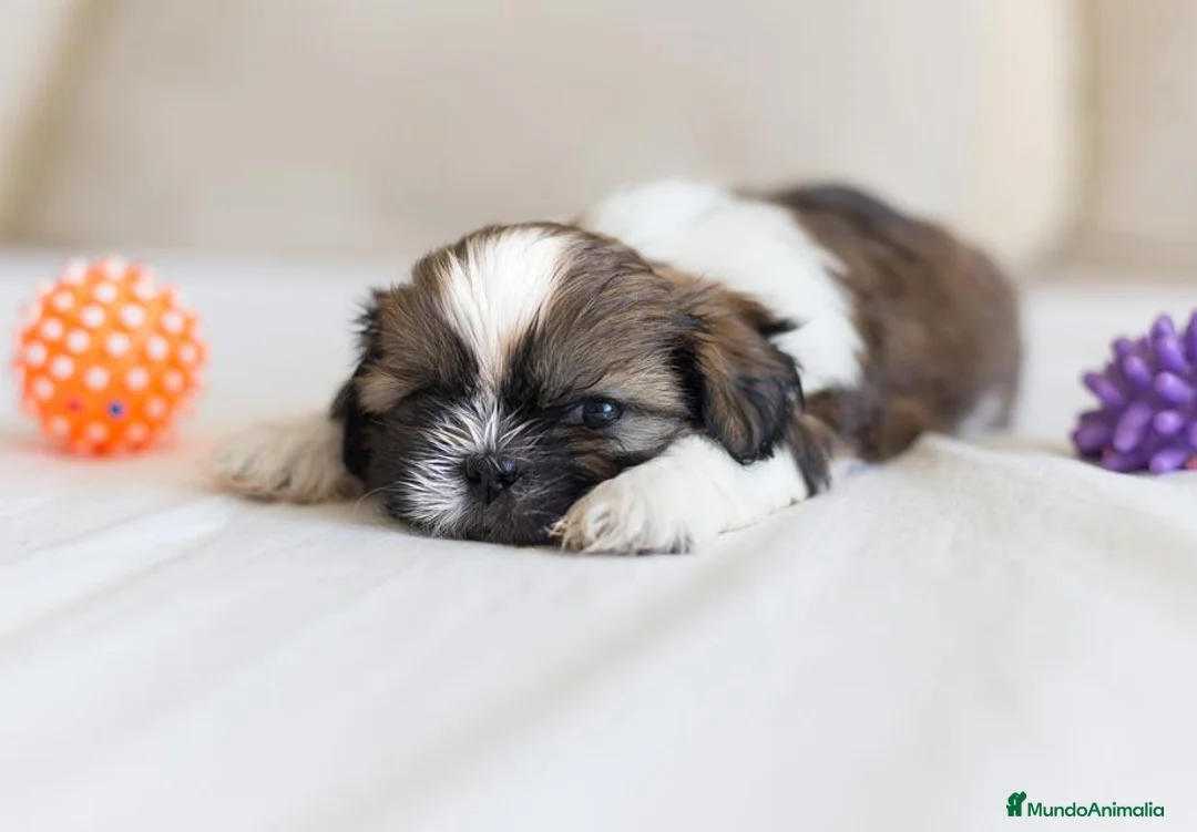 Shih Tzu perros en venta: SHIH TZU EN CATALUÑA  - Anuncio 2