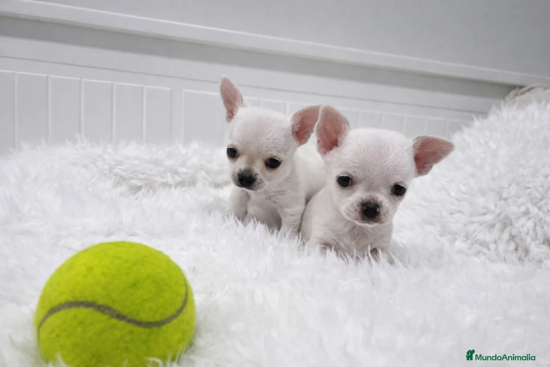 Chihuahua perros en venta: cachorros de chihuahua  - Anuncio 3