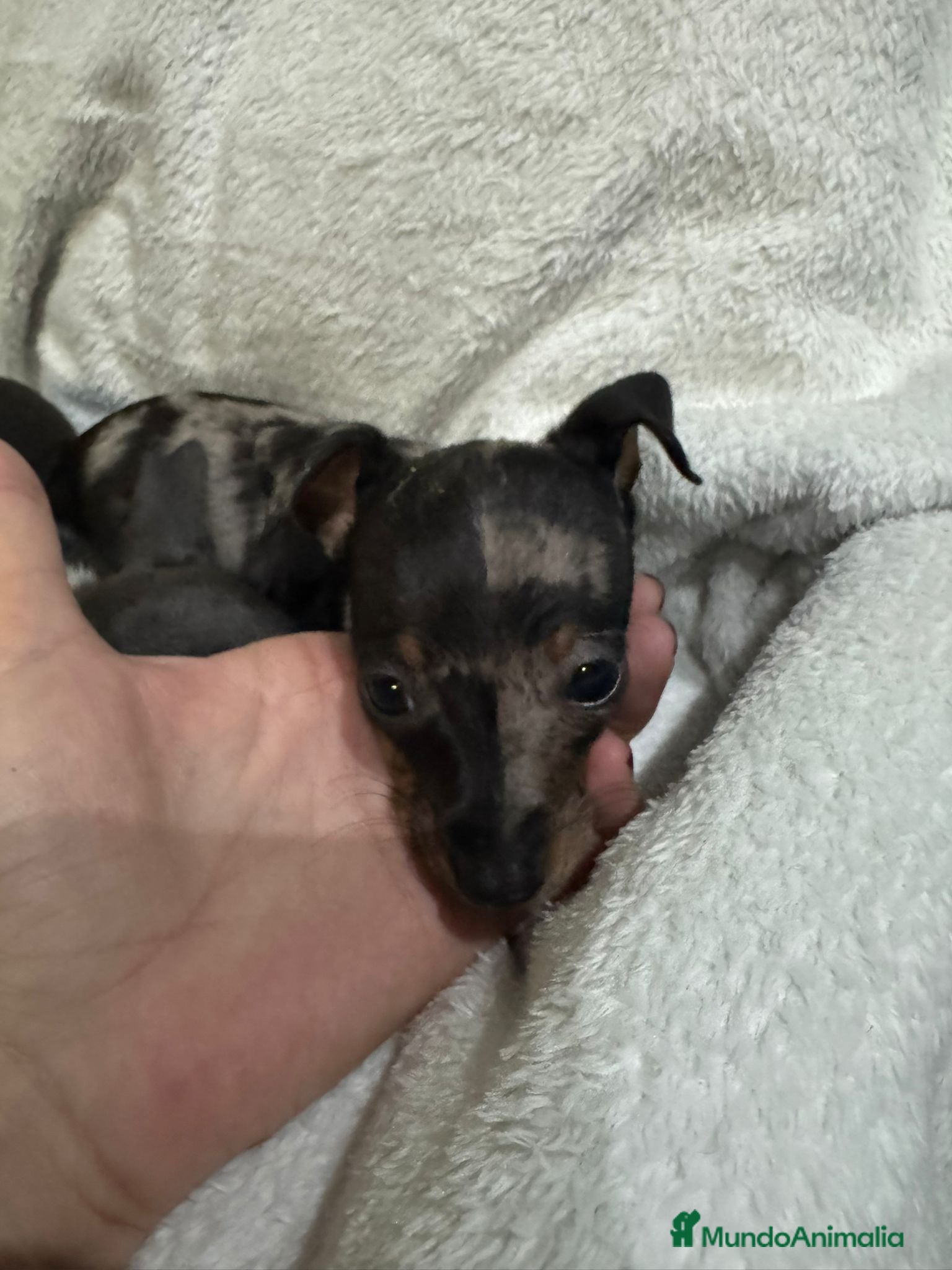 Pinscher Miniatura perros Pincher - Anuncio 5