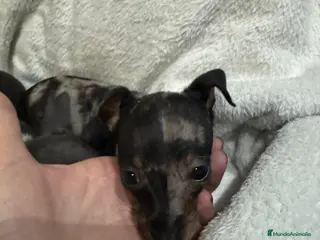 Pinscher Miniatura perros Pincher - Anuncio 5