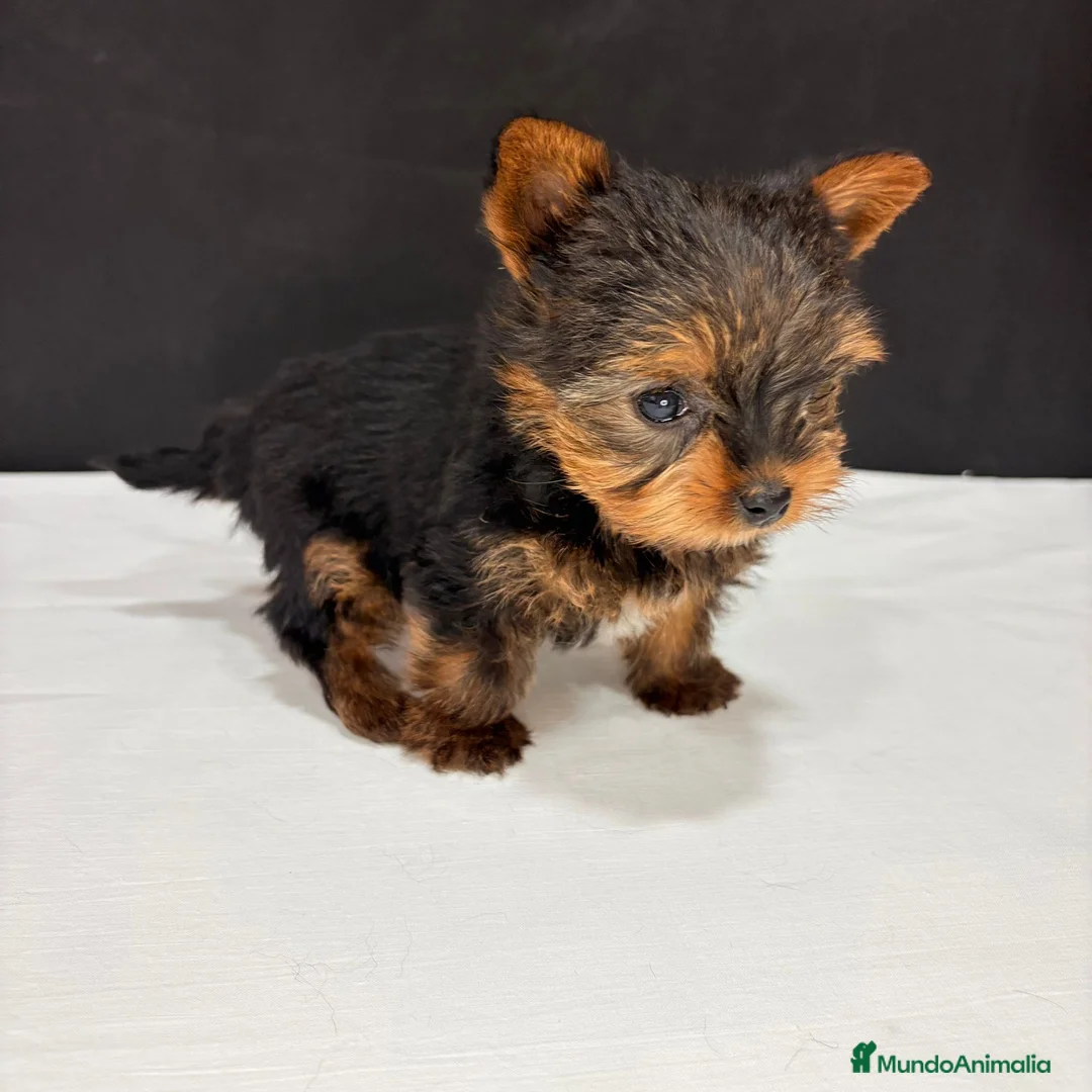 Yorkshire Terrier perros en venta: Yorkshire Terrier  - Anuncio 2