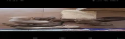 Teckel perros en venta: Tekel - Anuncio 1