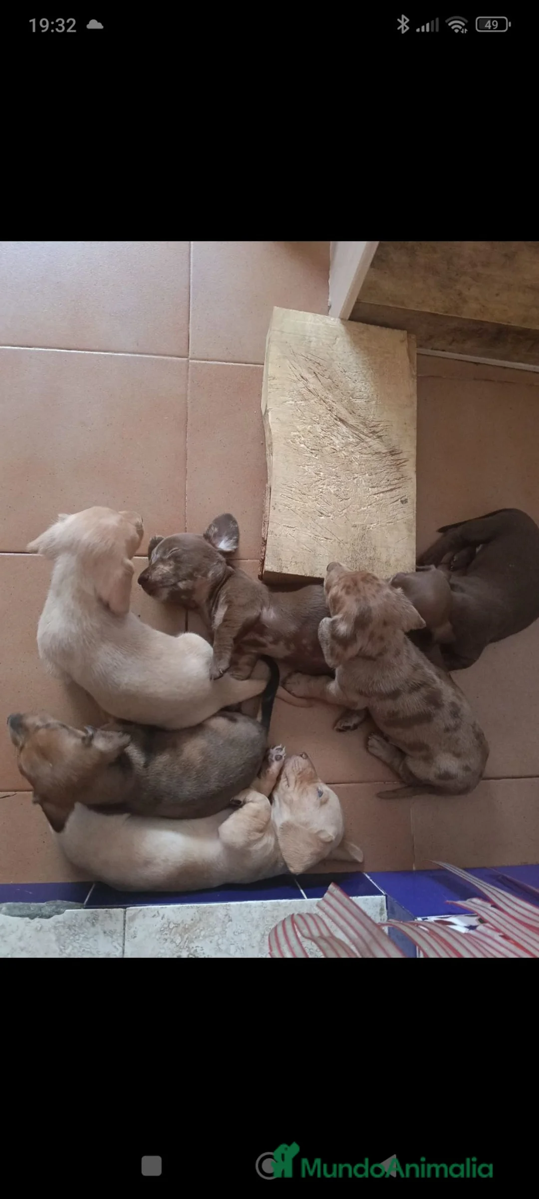 Teckel perros en venta: Tekel - Anuncio 1