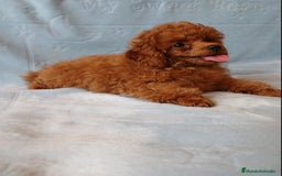Caniche Toy perros en venta: ESPECTACULAR HEMBRA CANICHE TOY/TEA CUP - Imagen 2