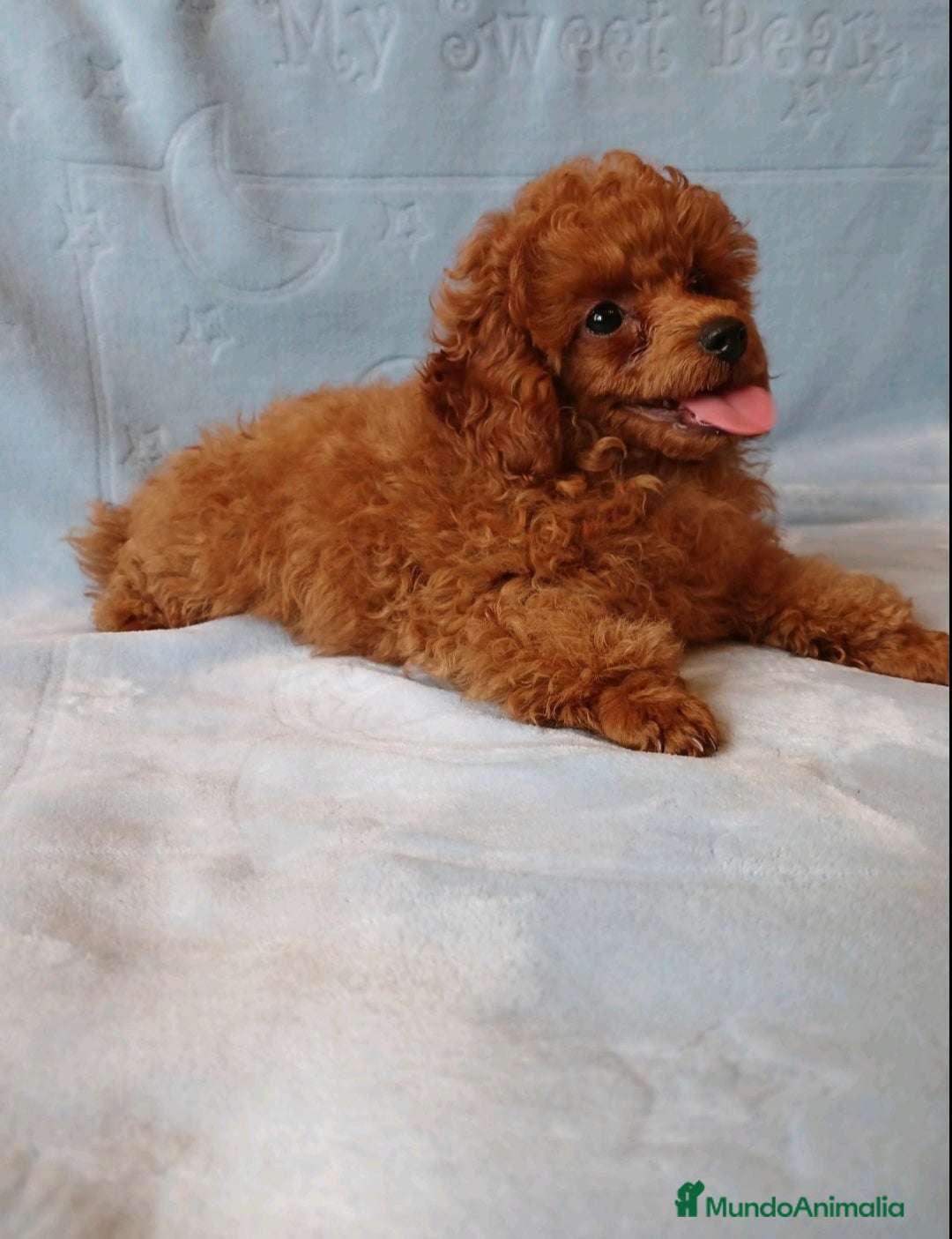Caniche Toy perros en venta: ESPECTACULAR HEMBRA CANICHE TOY/TEA CUP - Imagen 2