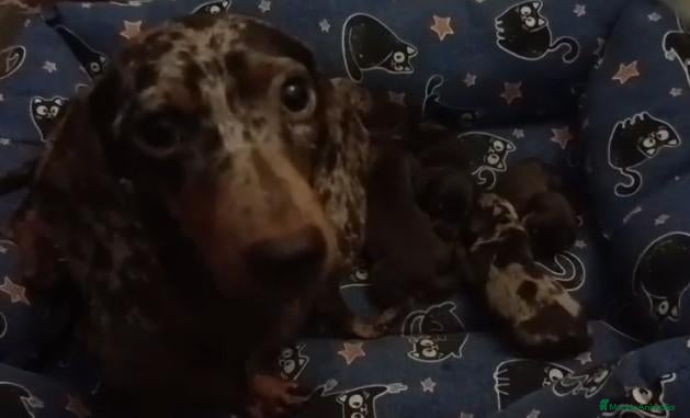 Teckel Miniatura perros Camada Kika Teckel Canichen - Anuncio 1