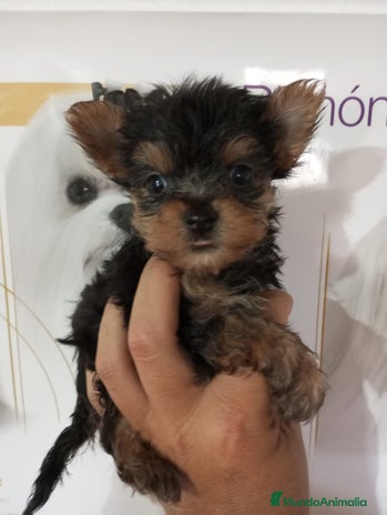 Yorkshire Terrier perros en Badajoz - Anuncio 10