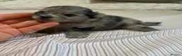 Pomerania perros en venta: Cachorro de Lulú de Pomerania  - Anuncio 1