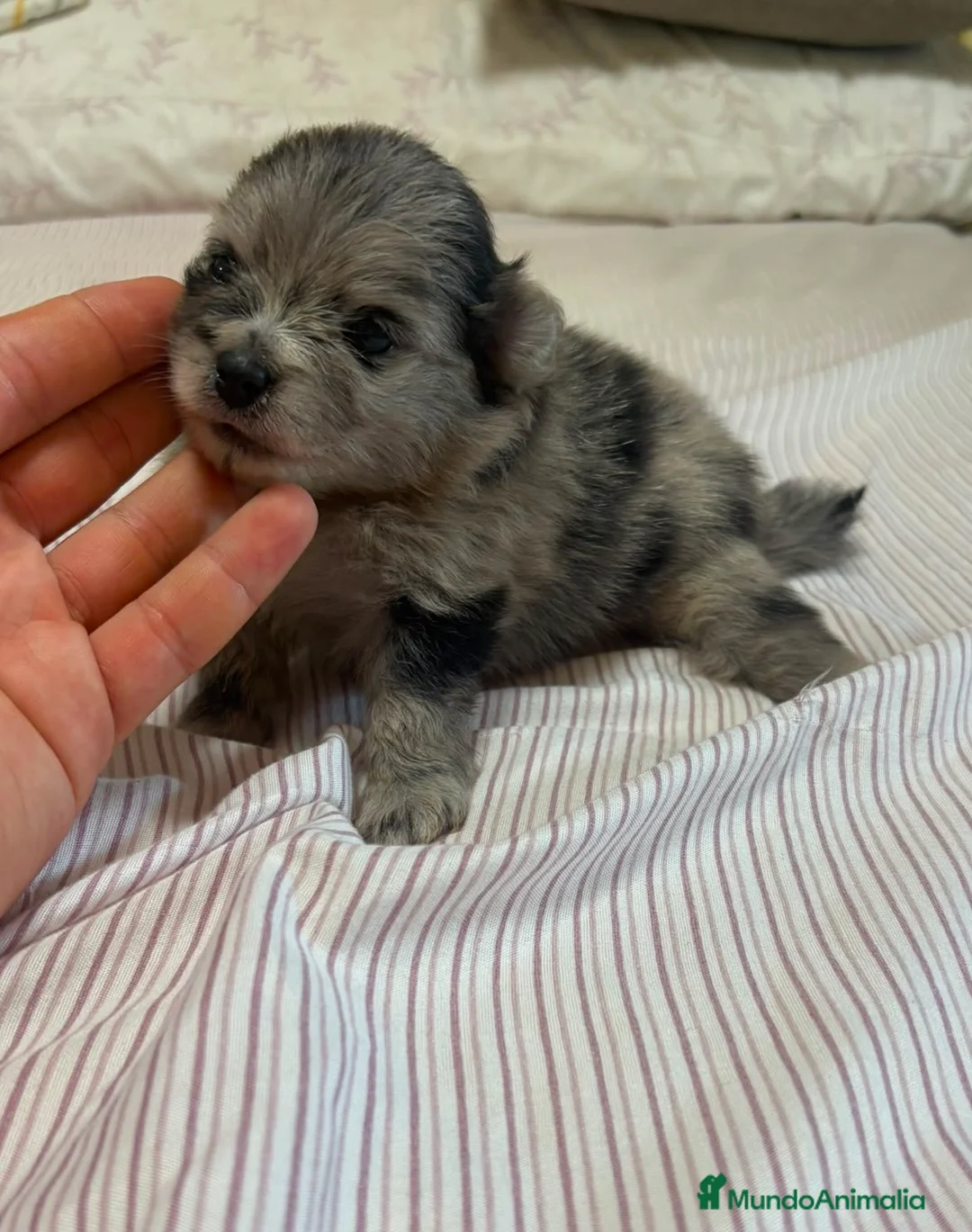 Pomerania perros en venta: Cachorro de Lulú de Pomerania  - Anuncio 1