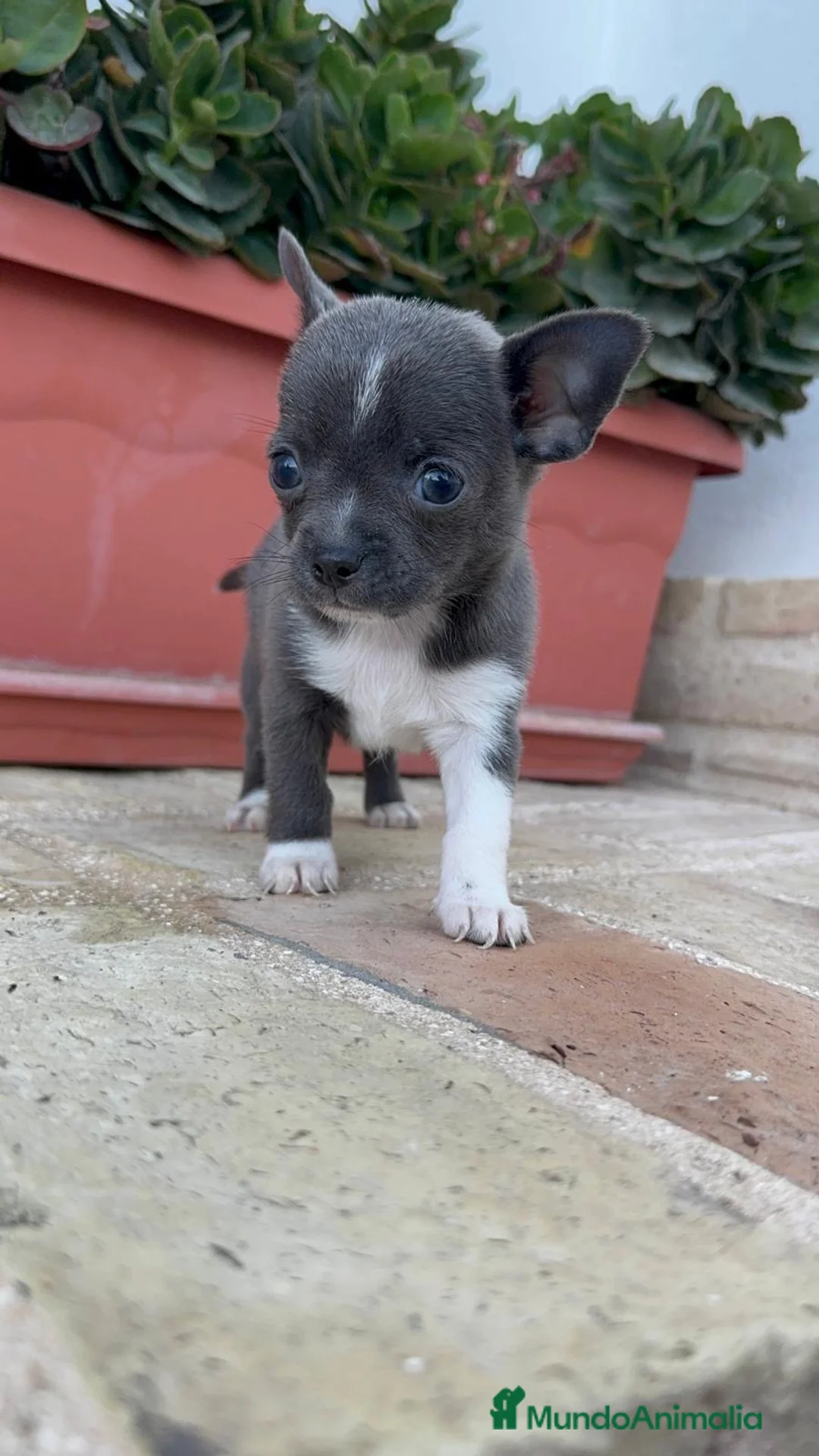 Chihuahua perros en venta: CHIHUAHUA MACHO – PEQUEÑO Y MUY ESPECIAL - Anuncio 1