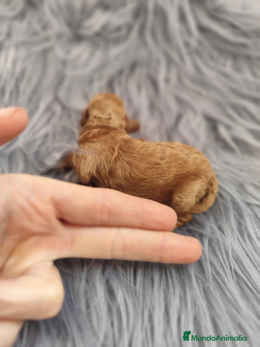 Caniche Toy perros en venta: Caniche tácita de te  - Anuncio 4