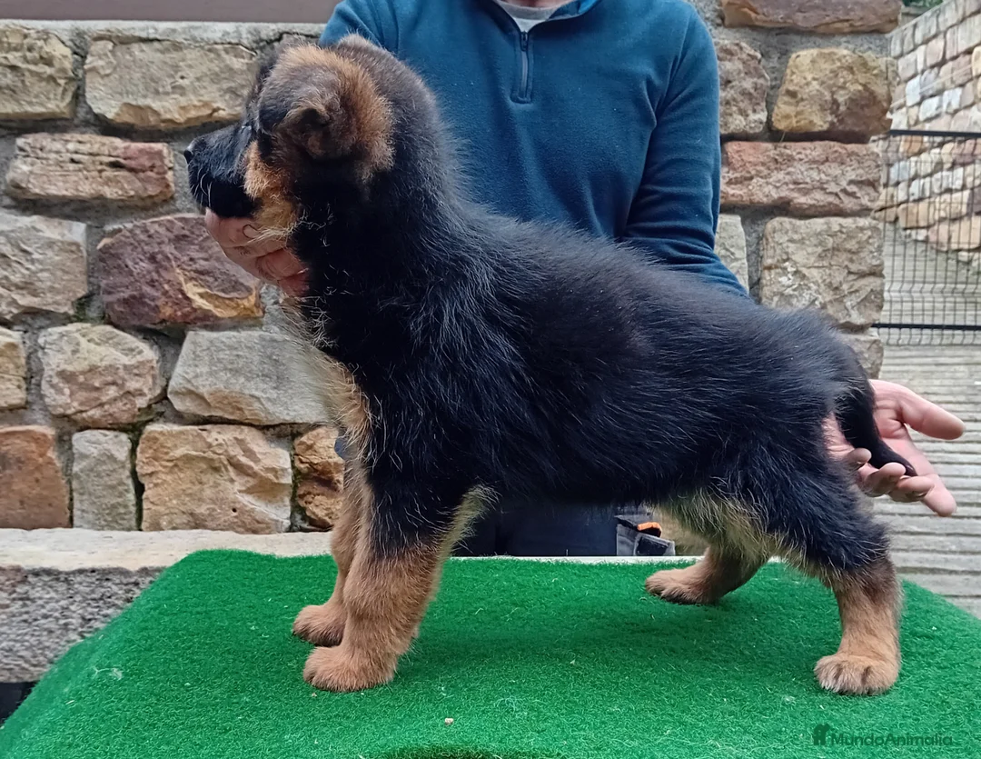 Pastor Alemán perros en venta: Pastores alemanes de CARMARGUT  - Anuncio 2