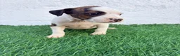 American Staffordshire-Terrier perros en venta: American Stanffordshire terrier - Anuncio 16