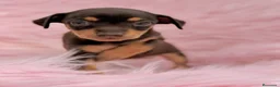 Pinscher Miniatura perros en venta: Minipincher chocolate  - Anuncio 16