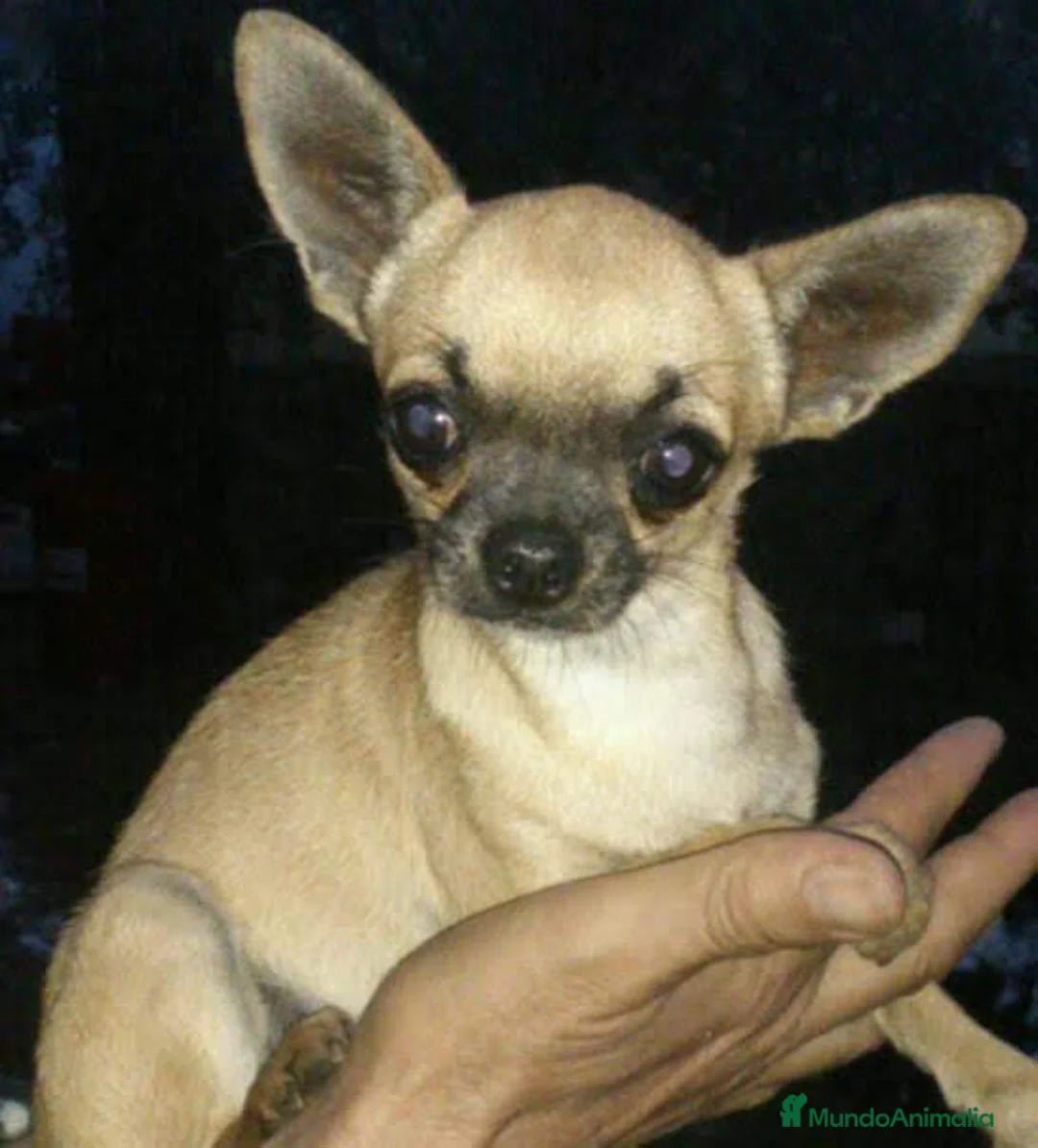 Chihuahua perros en venta: Chihuahua miniatura en Badajoz - Anuncio 4