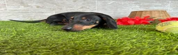 Teckel perros en venta: PRECIOSOS TECKEL NEGRO FUEGO  - Anuncio 2