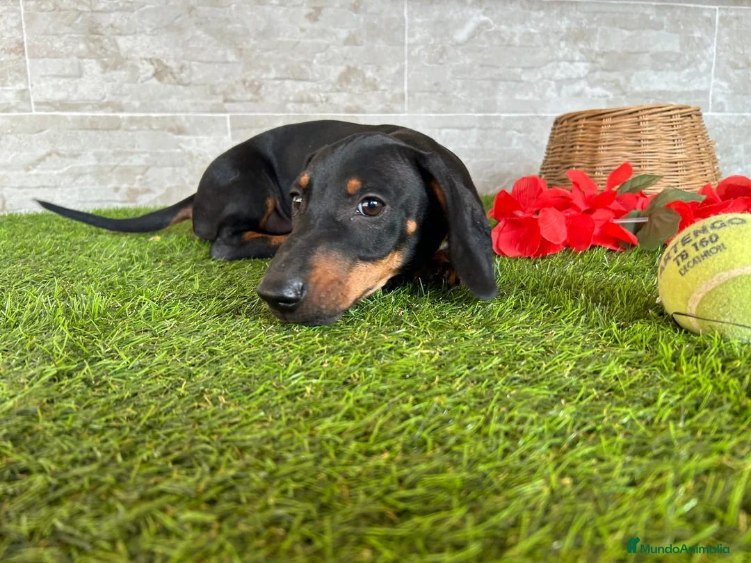 Teckel perros en venta: PRECIOSOS TECKEL NEGRO FUEGO  - Anuncio 2