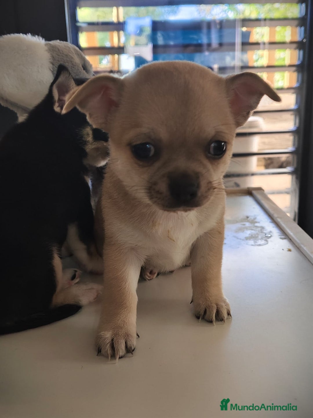 Chihuahua perros en venta: Chihuahua  - Anuncio 7