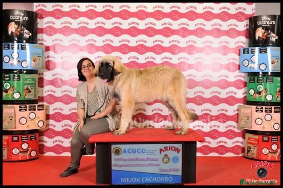 Imagen de galería {{count}}